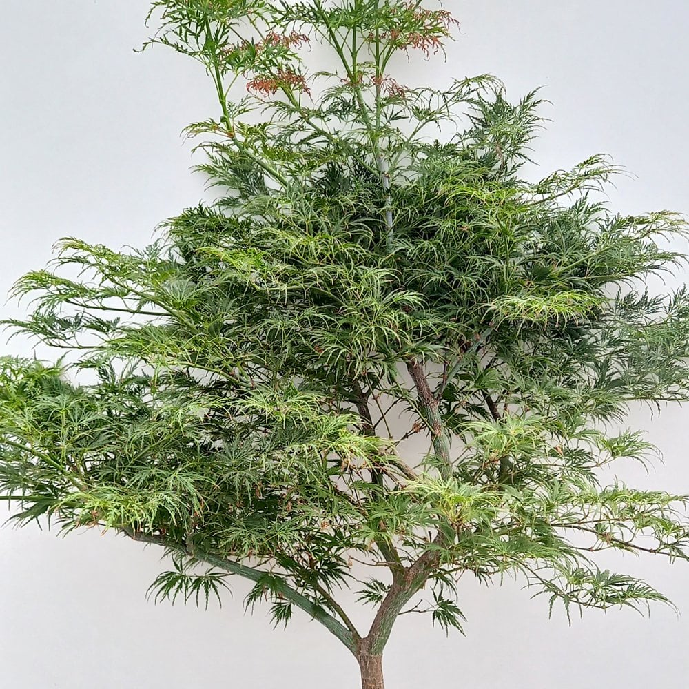 Acer palmatum 'Green Globe' Japanese Maple