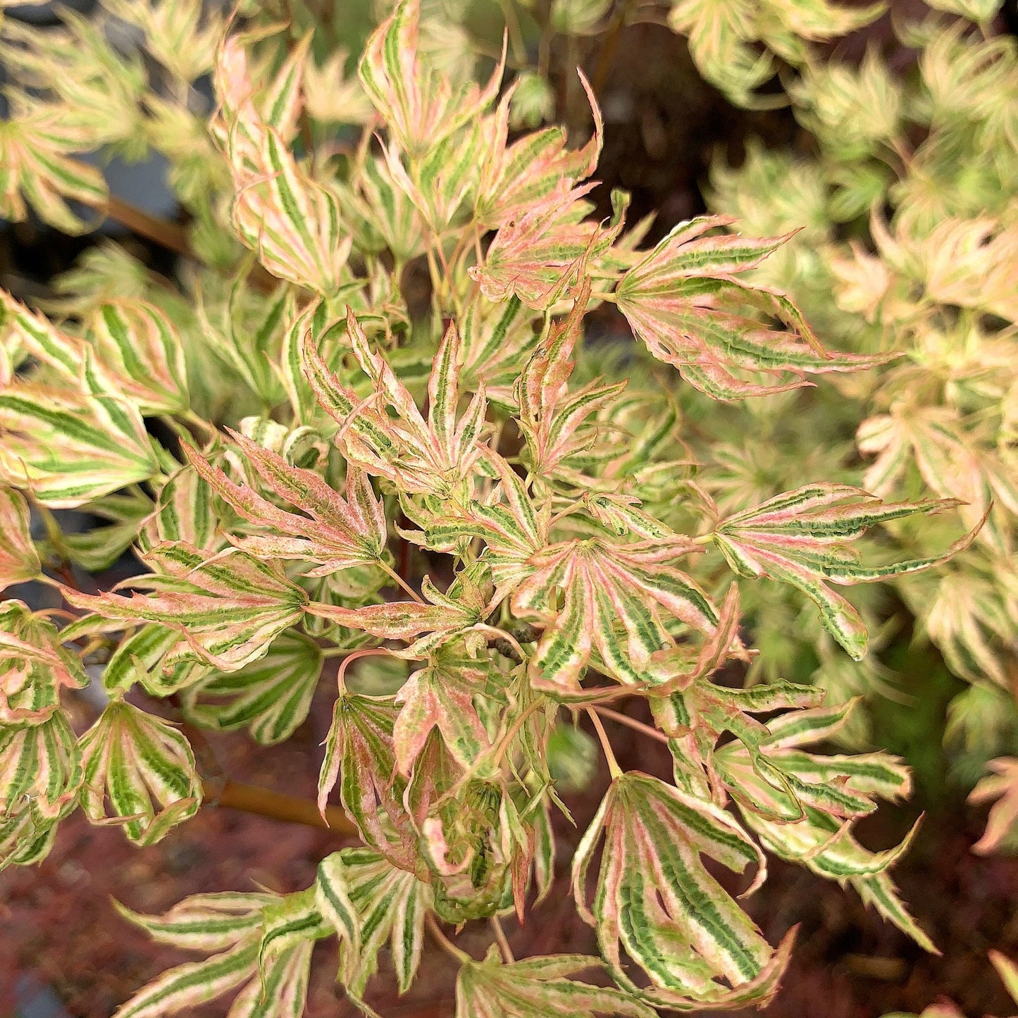 Acer palmatum 'Higasayama' variegated Maple