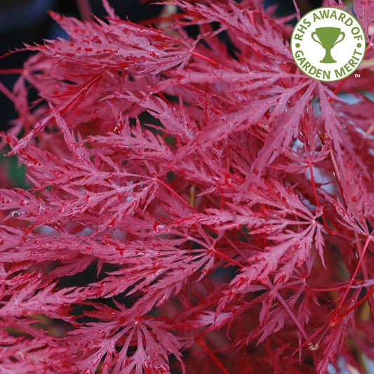 Acer palmatum 'Inaba-shidare' Japanese Maple