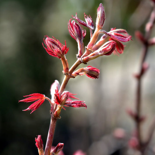 Acer palmatum Jerre Schwartz Japanese Maple