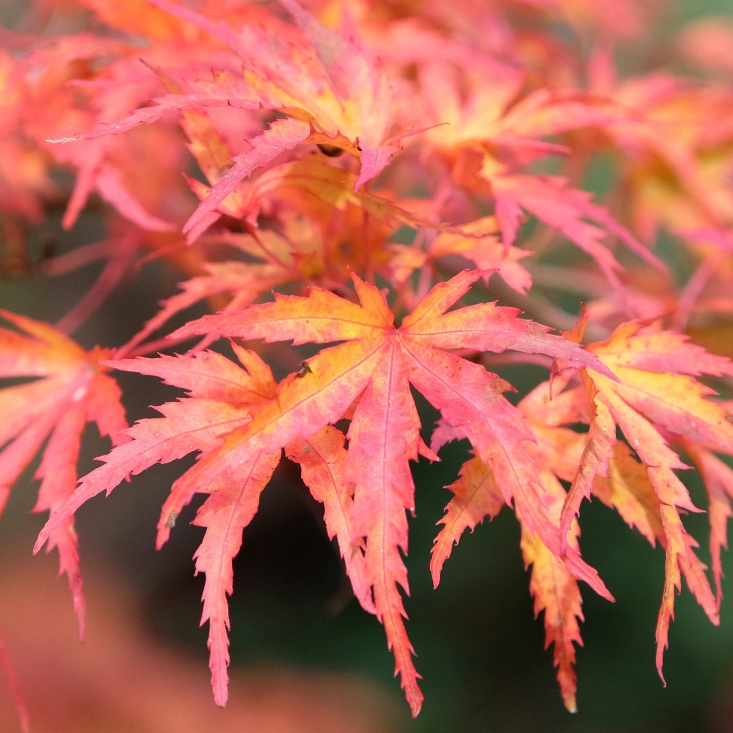 Acer palmatum 'Kamagata' Japanese Maple