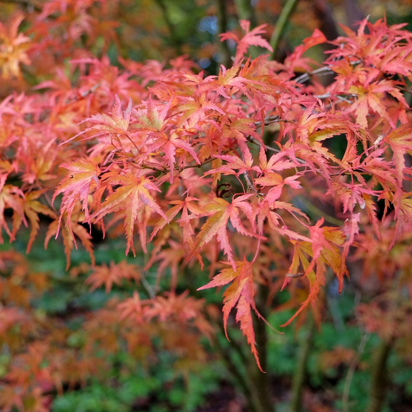 Acer palmatum 'Kamagata' Tree