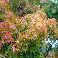 Acer palmatum 'Katsura' Japanese Maple