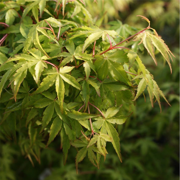 Acer palmatum 'Katsura' Japanese Maple leaves