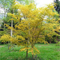 Mature Acer palmatum 'Katsura' tree