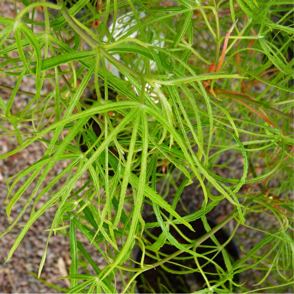 Acer palmatum Kinshi tree