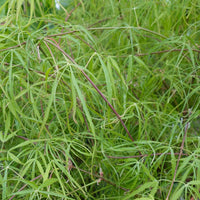 Acer palmatum Kinshi Japanese Maple foliage