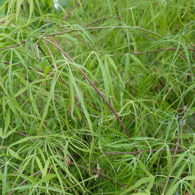 Acer palmatum Kinshi Japanese Maple foliage