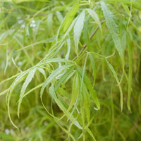 Acer palmatum Kinshi Japanese Maple