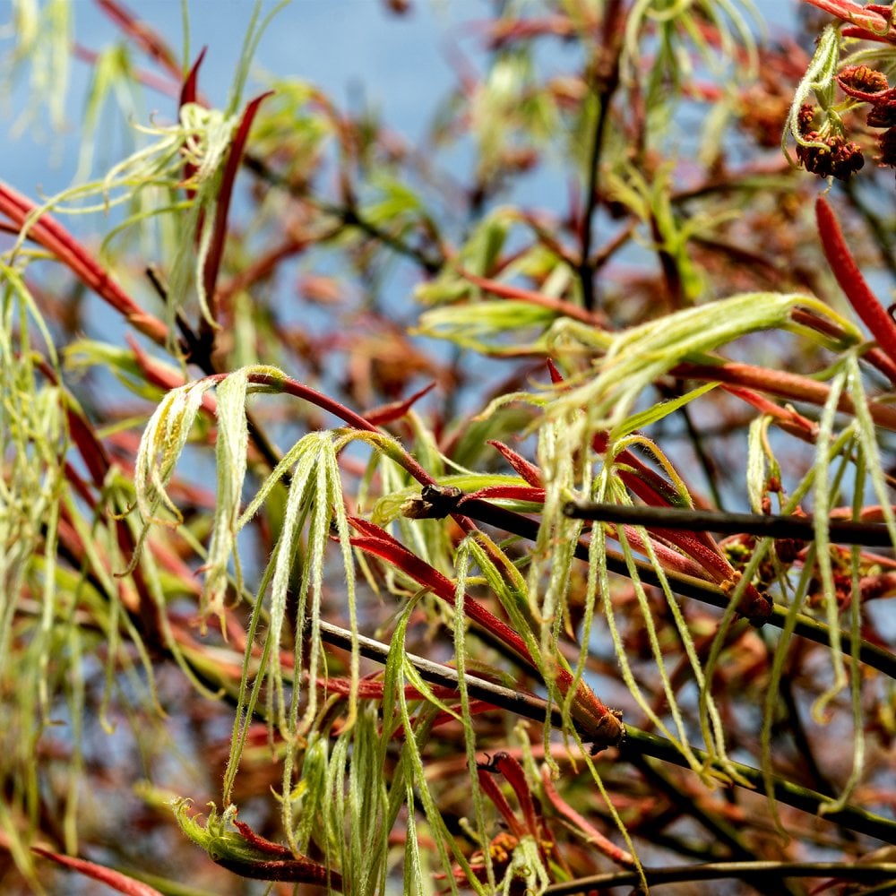 Acer palmatum Koto-no-ito Japanese Maple