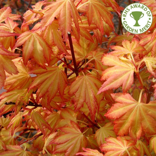 Acer palmatum Orange Dream Japanese Maple