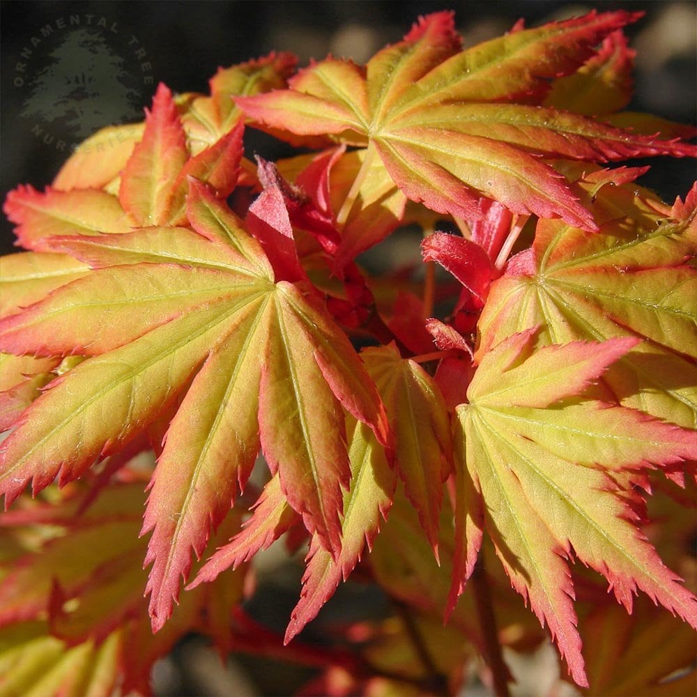 Acer palmatum Orange Dream Japanese Maple