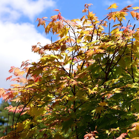 Acer palmatum Oregon Sunset Japanese Maple