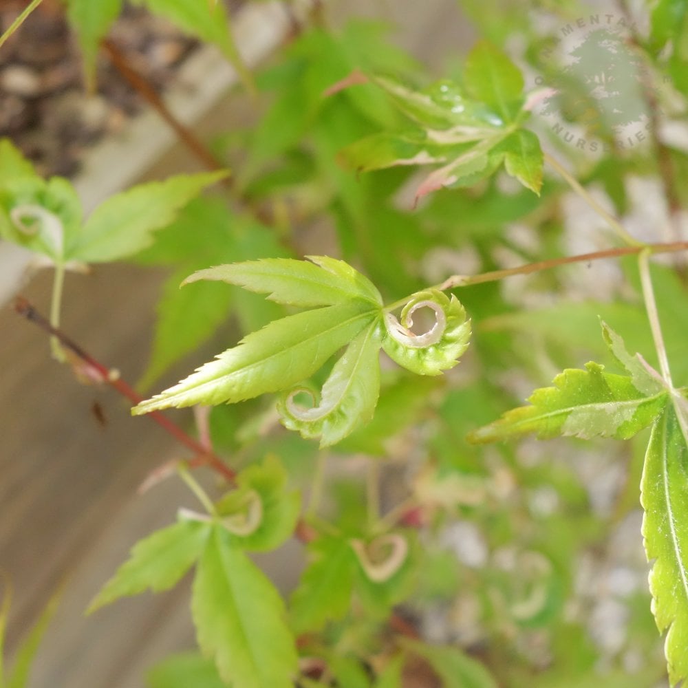 Acer palmatum Oridono-nishiki variegated Japanese Maple leaves