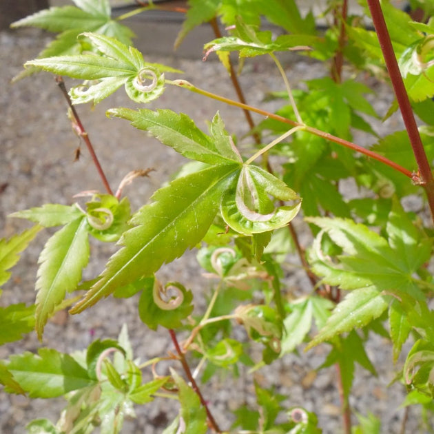 Acer palmatum Oridono-nishiki Japanese Maple