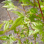 Acer palmatum Oridono-nishiki Japanese Maple