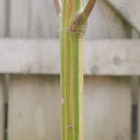 Acer palmatum 'Oridono-nishiki' bark