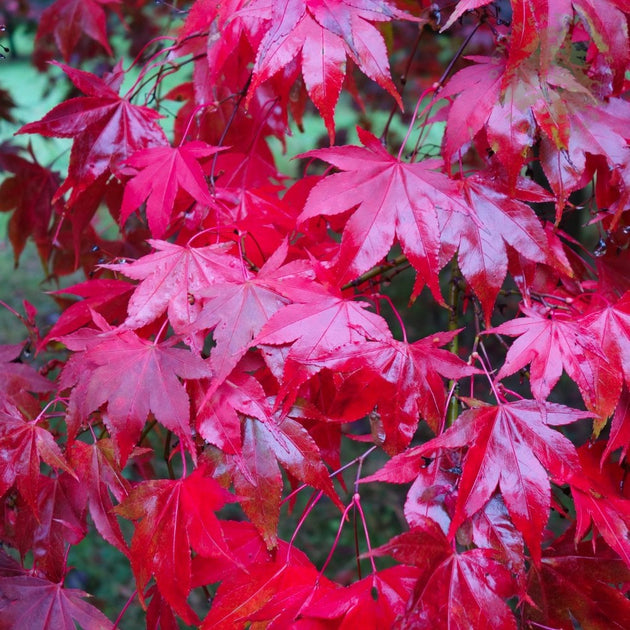 Acer palmatum Osakazuki Japanese Maple in autumn