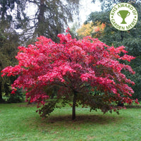 Acer palmatum Osakazuki Japanese Maple in autumn