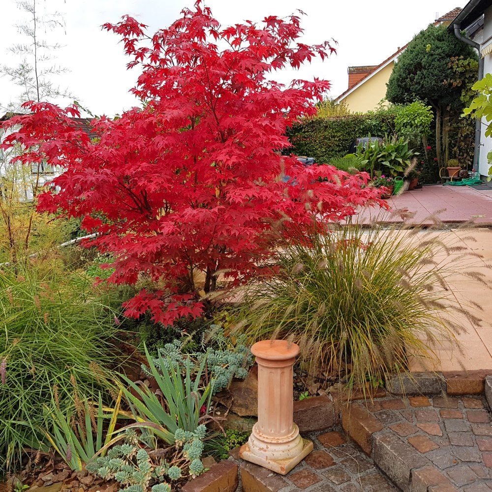 Acer palmatum Osakazuki Japanese Maple