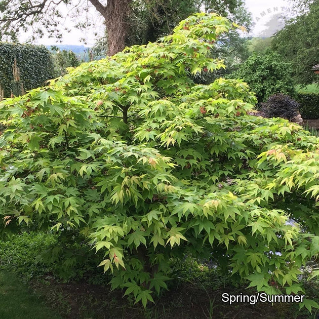 Acer palmatum Osakazuki Japanese Maple in summer