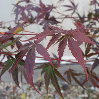 Acer palmatum 'Pixie' Japanese Maple