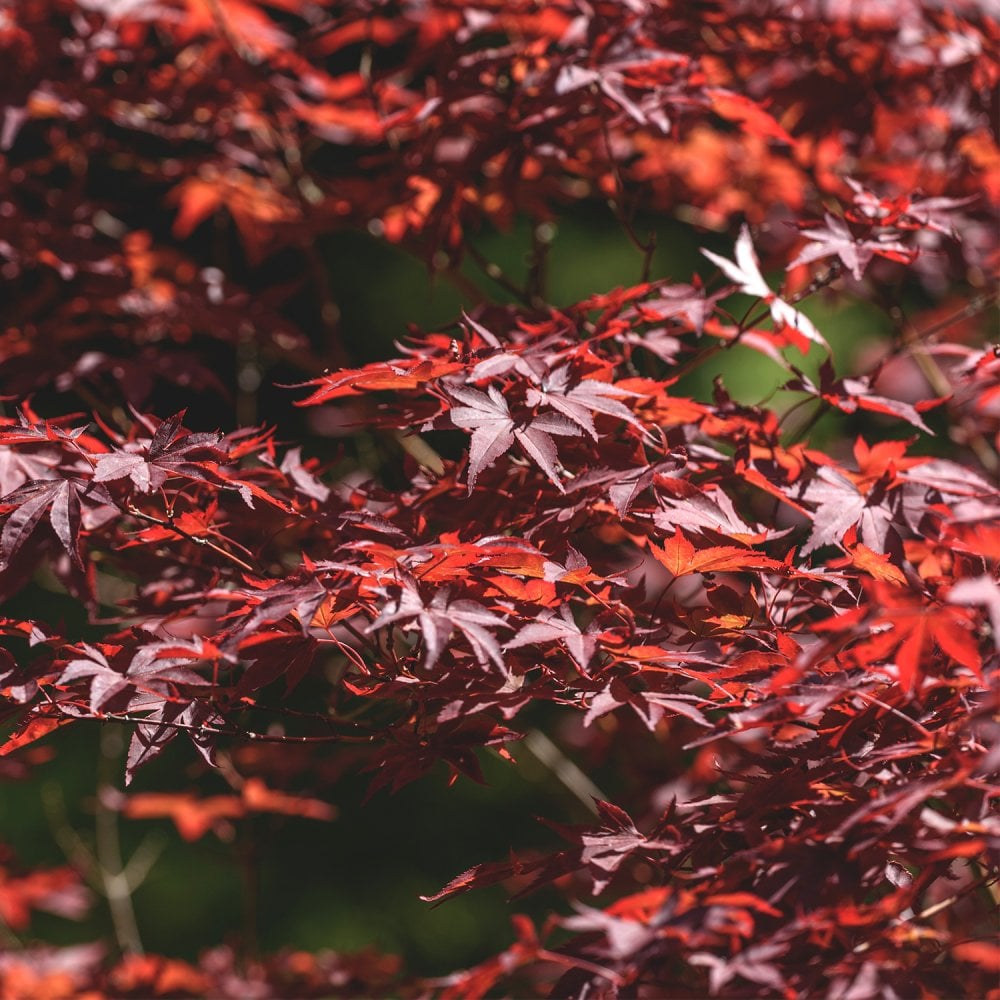 Acer palmatum Red Emperor Japanese Maple