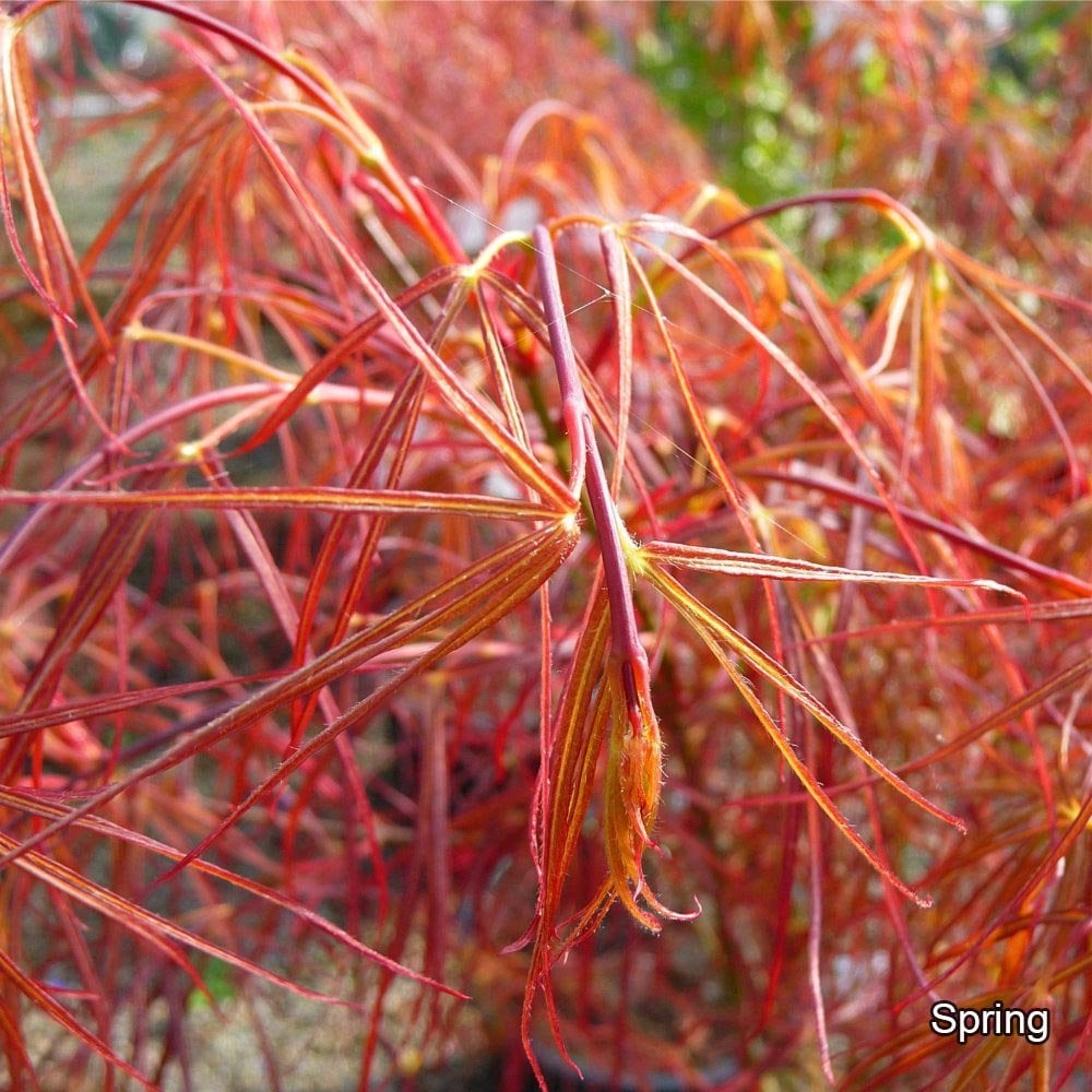 Acer palmatum 'Red Pygmy' in spring