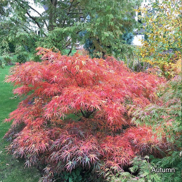 Acer palmatum 'Red Pygmy' Japanese Maple in autumn