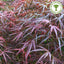 Acer palmatum 'Red Pygmy' Japanese Maple