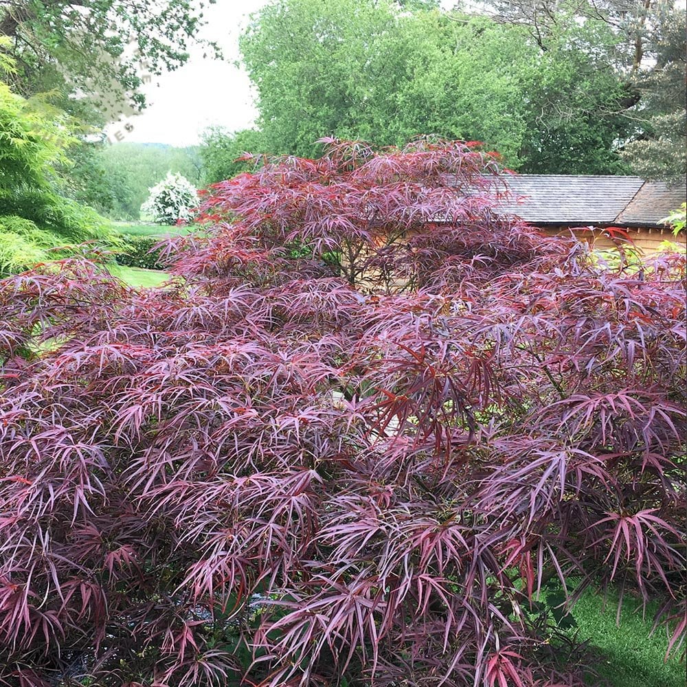 Mature dwarf Acer palmatum 'Red Pygmy'