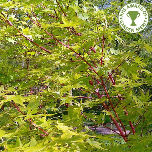 Acer palmatum 'Sango-kaku' Coral Bark Maple