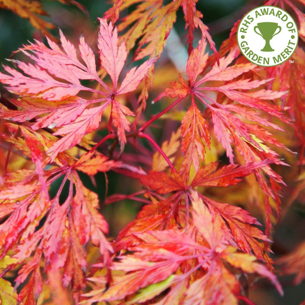 Acer palmatum dissectum 'Seiryu' in autumn