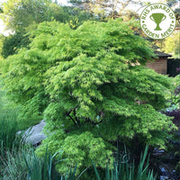 Acer palmatum 'Seiryu' Japanese Maple