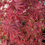 Acer palmatum 'Shaina' Japanese Maple