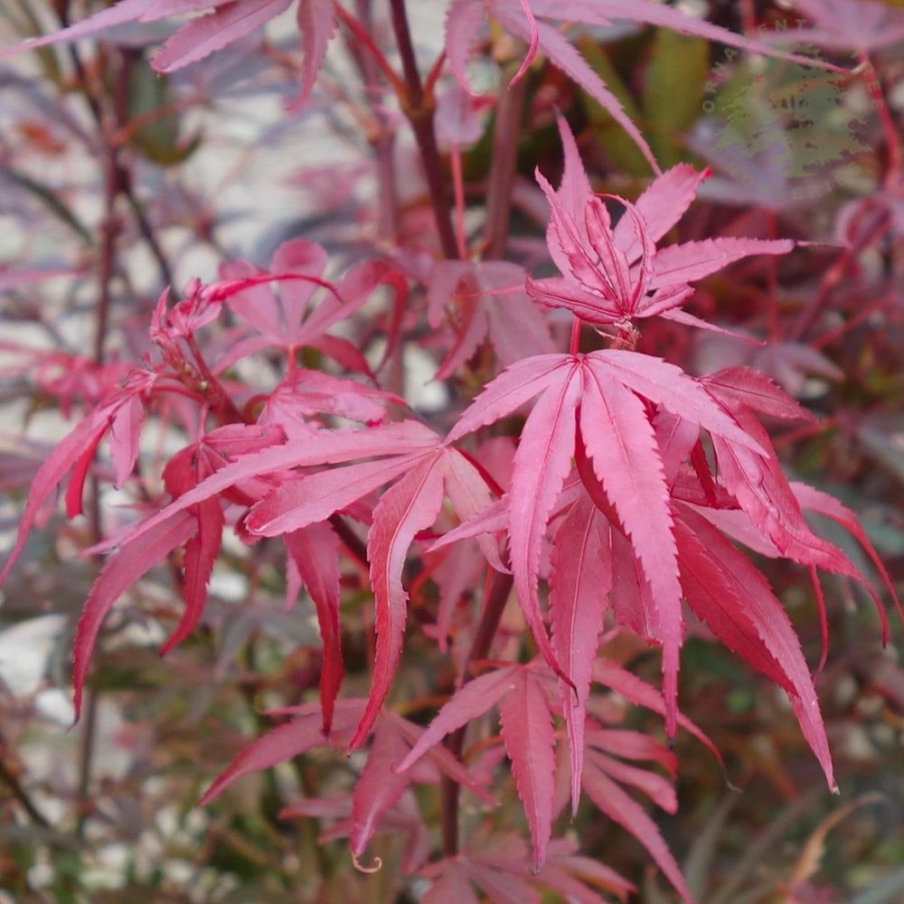 Crimson leaves on Acer palmatum 'Shaina'