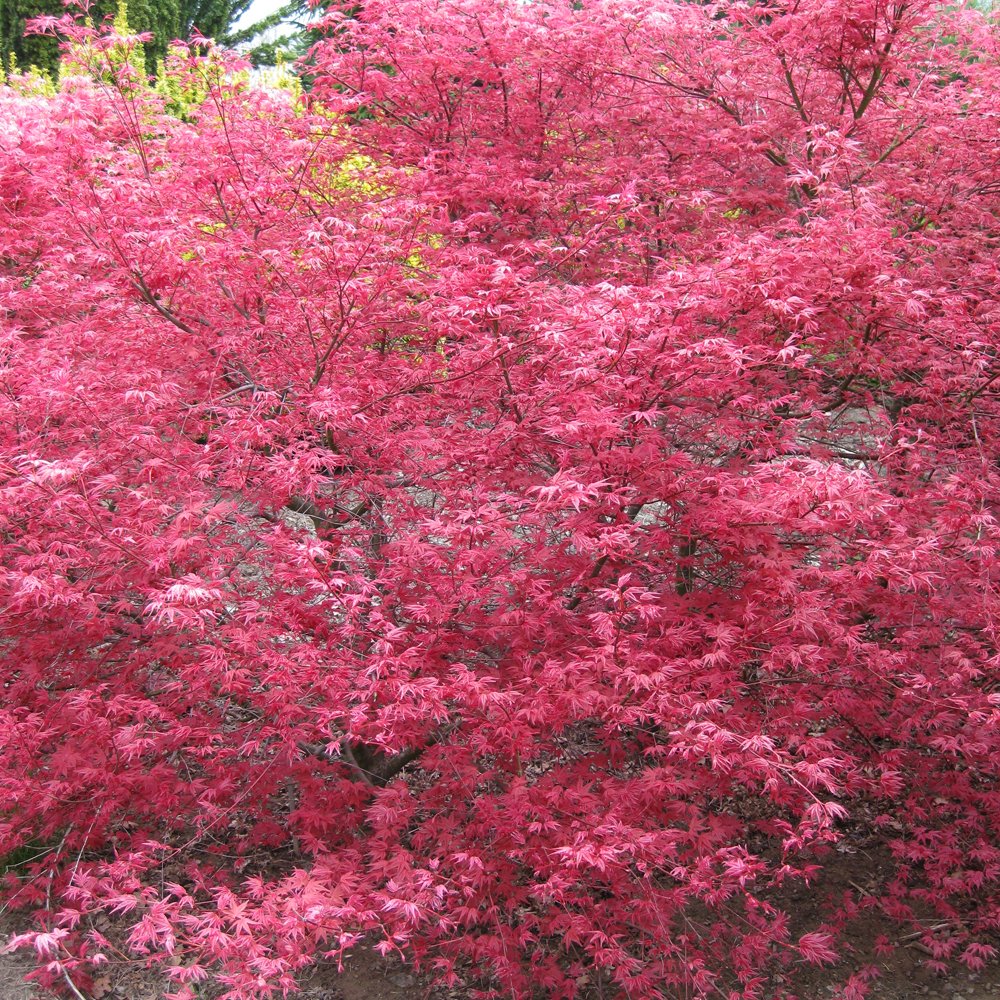 Acer palmatum 'Shin-deshojo' tree