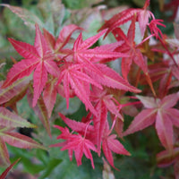 Pink Japanese Maple foliage on Acer palmatum 'Shin-deshojo'