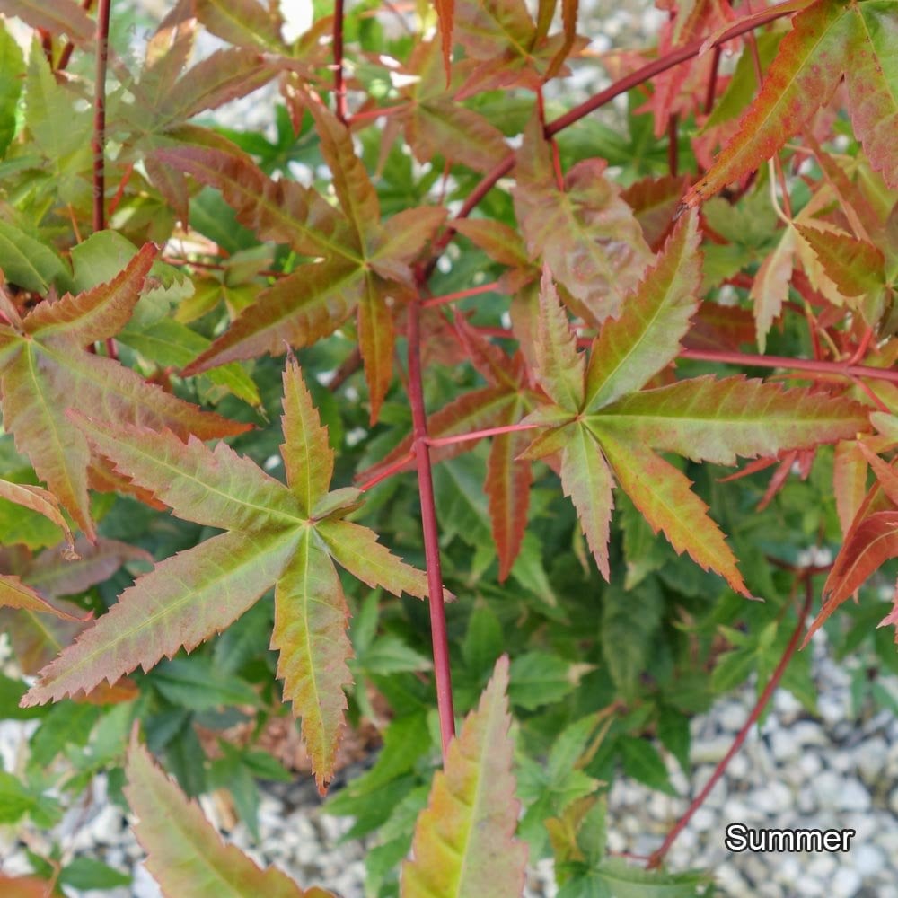 Summer Japanese Maple foliage on Acer palmatum 'Shin-deshojo'