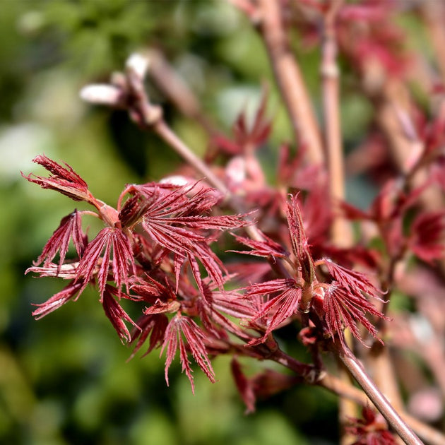 Acer palmatum Shirazz Japanese Maple