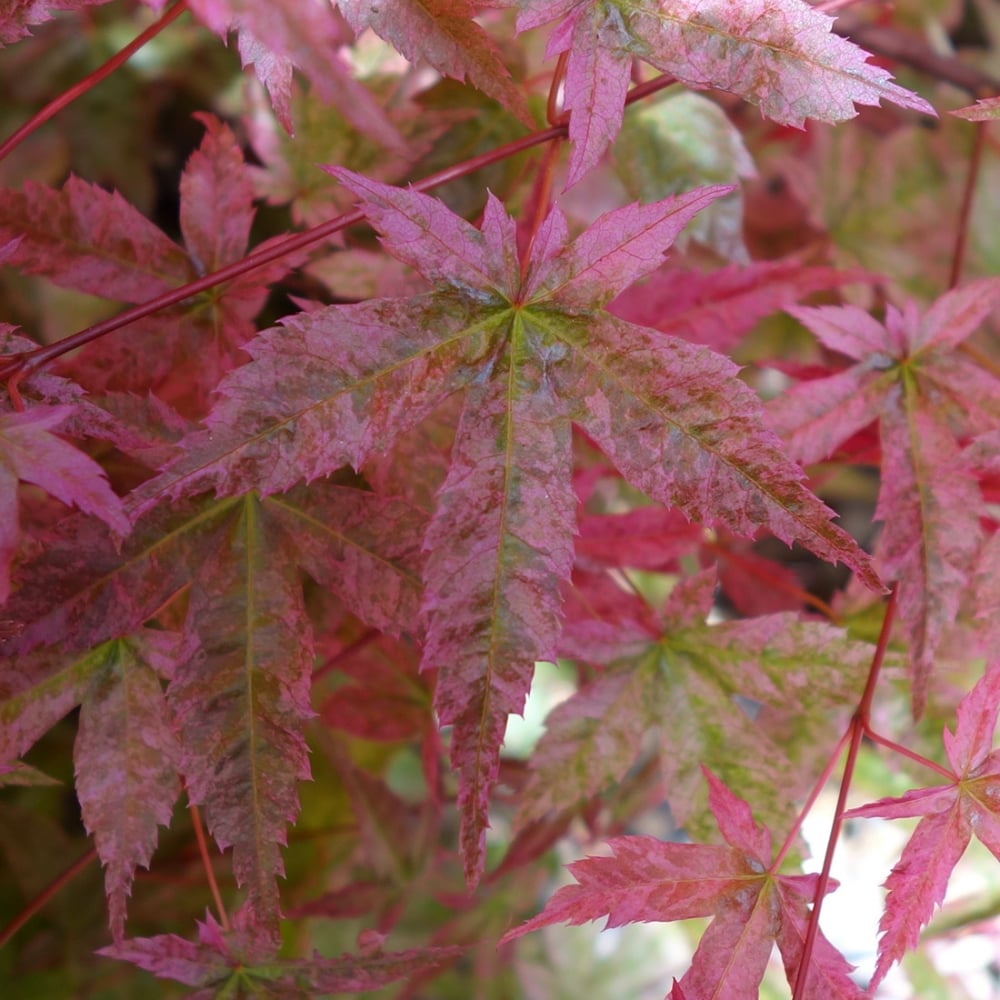 Acer palmatum 'Shishio Improved' maple foliage