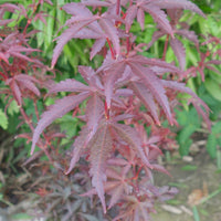 Acer palmatum Skeeter's Broom maple leaves