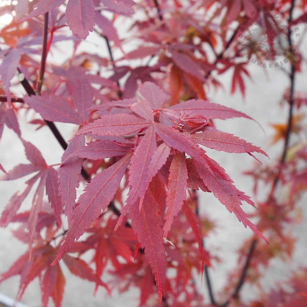 Acer palmatum Skeeter's Broom red maple leaves