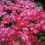 Acer palmatum Suminagashi Japanese Maple