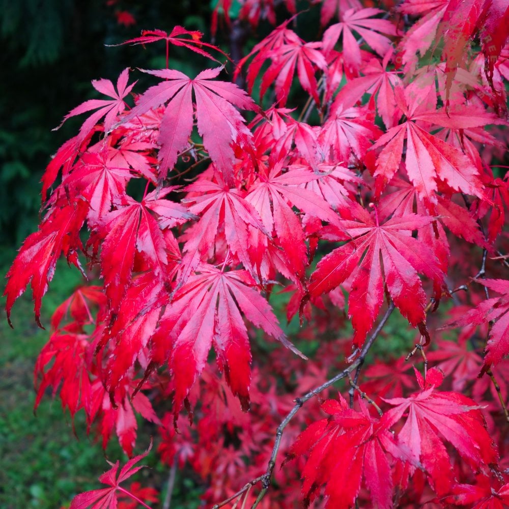 Acer palmatum Suminagashi autumn leaves