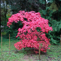 Acer palmatum Suminagashi tree