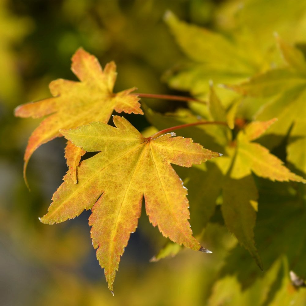 Acer palmatum Summer Gold Japanese Maple