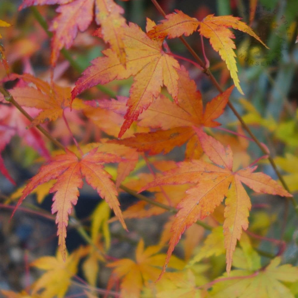 Acer palmatum Japanese Maple