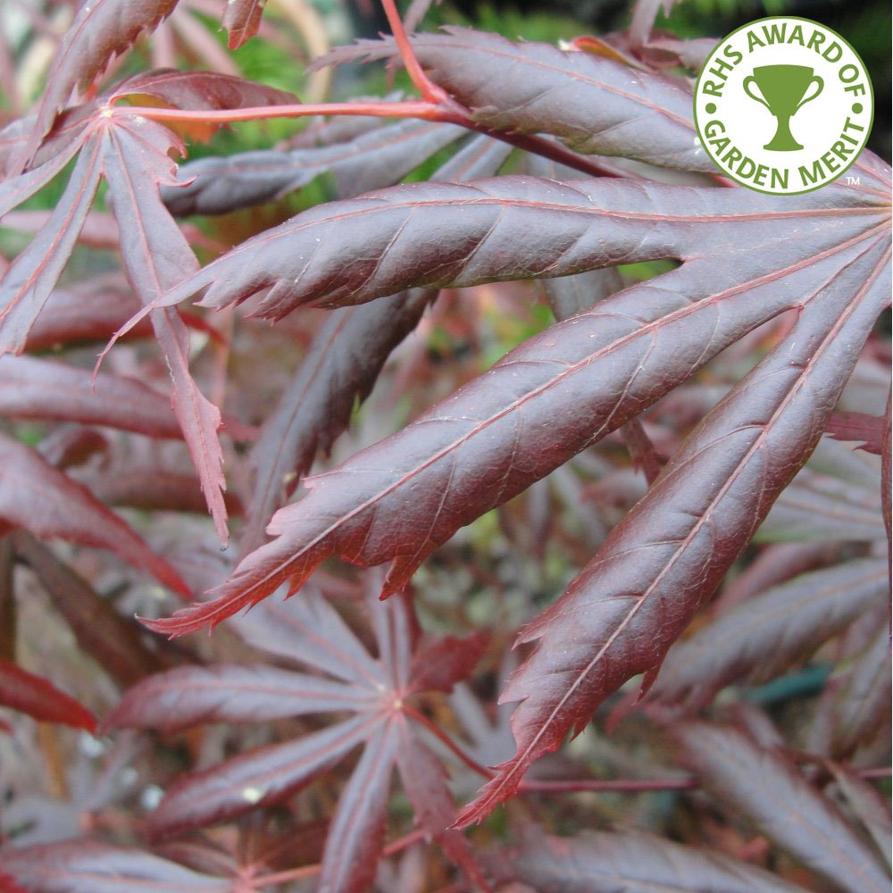 Acer palmatum 'Trompenburg' tree