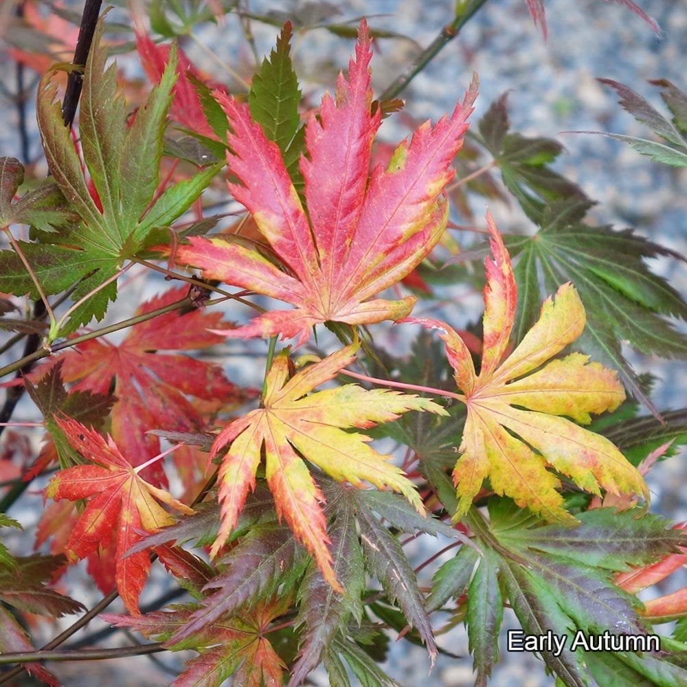 Acer palmatum 'Trompenburg' autumn foliage